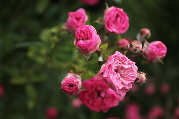 Mysterious fireworks of scarlet roses