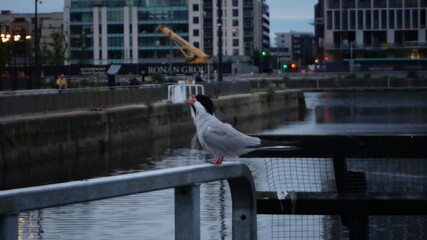 bird on the bridge