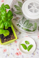 Drying using electrical dehydrator machine for drying food and herbs at home. Drying home grown basil leaves in machine.