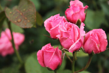 Rose's friends gathered for a conversation