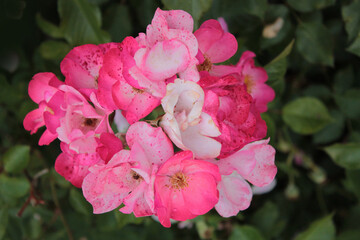 Bright inflorescence of tea roses in the garden