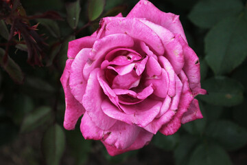 A large purple rose bud coquettishly peeks out of the shadows