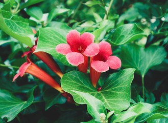 The trumpet creeper vine - an incredibly beautiful flowering garden plant with wonderful red...