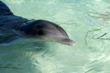 gray dolphin swam in shallow water