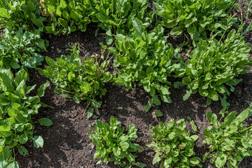green sorrel in the garden, view from the top.
