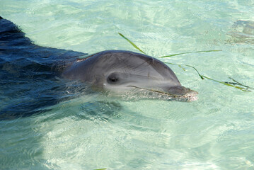 gray dolphin swam in shallow water