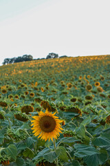 Fototapeta premium Sunset sunlight on Sunflower Thrace Turkey Europe