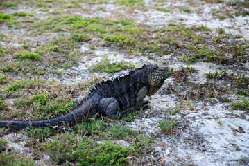 Cuban Cycloura posing on the sand on the island