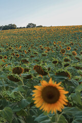 Obraz premium Sunset sunlight on Sunflower Thrace Turkey Europe