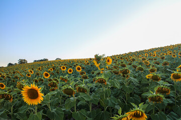 Obraz premium Sunset sunlight on Sunflower Thrace Turkey Europe