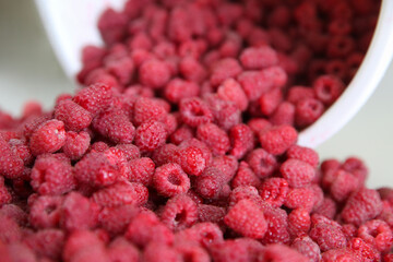 Heap of fresh sweet raspberries scattered from a bucket on a white background.