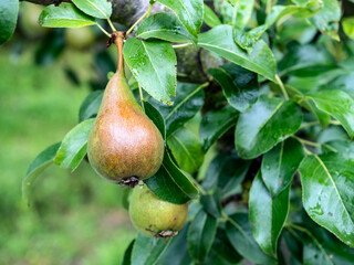 Pears on a tree. Fresh, organic, ripe and healthy fruit