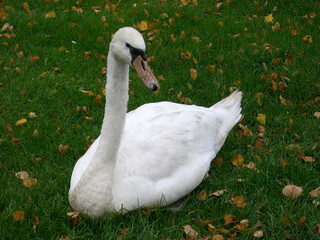 Grasliebender Schwan