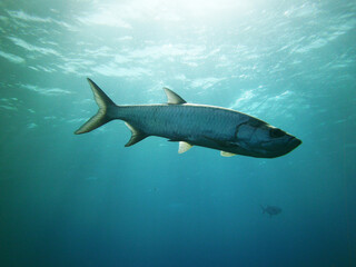 large silvery fish with aggressive muzzles