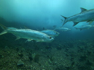 Fototapeta premium large silvery fish with aggressive muzzles