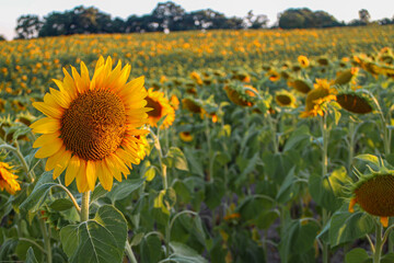 Fototapeta premium Sunset sunlight on Sunflower Thrace Turkey Europe