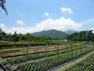 Fototapeta na wymiar Sunny view of the beautiful Renshan Botanical Garden