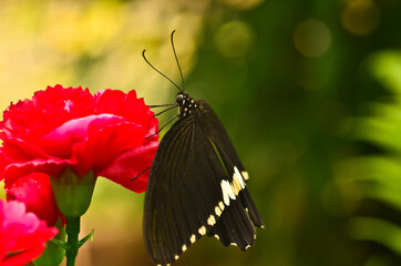 A very beautiful colorful butterfly, A very beautiful colorful butterfly, , very fragile, macro,...