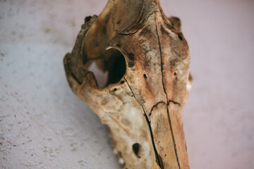 Dry goat skull on stone wall in home interior, close-up
