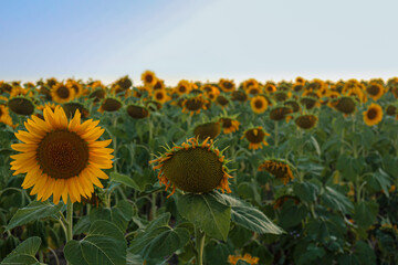 Fototapeta premium Sunset sunlight on Sunflower Thrace Turkey Europe