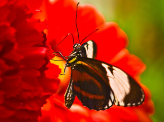 A very beautiful colorful butterfly, golden passionflower butterfly, heliconius hecale, very fragile, macro, with many details