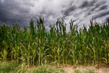 Obraz premium Granoturco verde