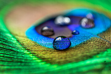 peacock feather with water drop