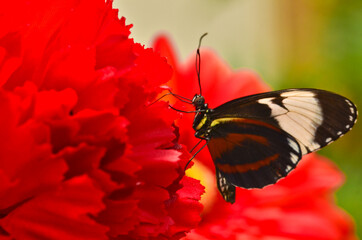 A very beautiful colorful butterfly, golden passionflower butterfly, heliconius hecale, very fragile, macro, with many details