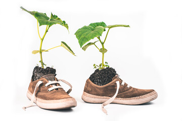 Green flower planted in boots. The plant grows from sneakers - Powered by Adobe