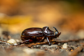 European rhinoceros beetle