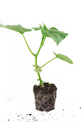 Green plant with roots on a white background. Cucumber sprout