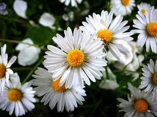 G&auml;nsebl&uuml;mchen