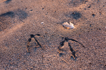 sandy beach at sunrise golden hour with white bird feather and seagull footprints