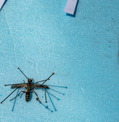 Pinned paper wasp preserved for an entomology collection