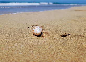 seashell on the beach