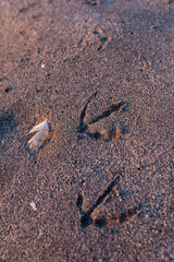 sandy beach at sunrise golden hour with white bird feather and seagull footprints