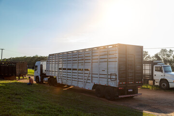 Cowboy truck to transport oxen and cows