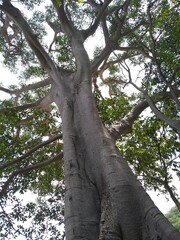 Fototapeta premium árbol vista al cielo