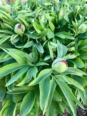 Closeup of the buds of pink perennial peony flowers with their fresh green leaves and stems before their blossoming in late April / Early May in a backyard in Europe