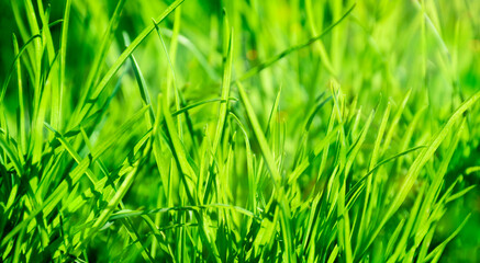 green grass on a sunny day close up