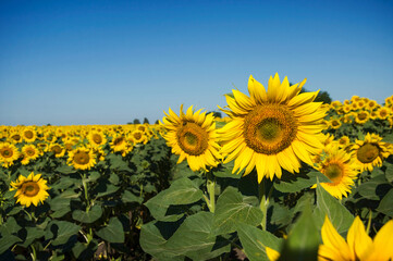 A blooming sunflower field in the field grows in rows. Farmland in the morning sun against the blue sky.