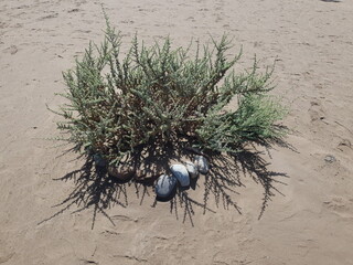 plant in the sand