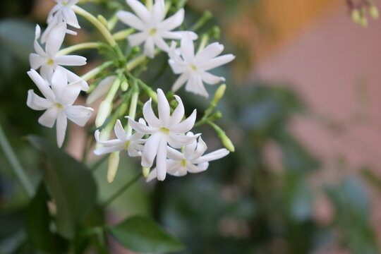 white flowers in the garden