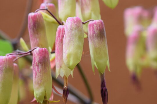 pink flowers
