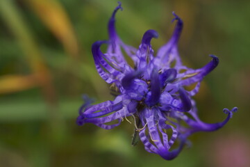 Naklejka premium Background with purple wildflower - Round-headed rampion, Phyteuma orbiculare