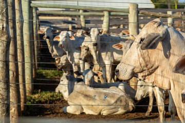 Fototapeta na wymiar Livestock in confinement, oxen, cows, sunny day