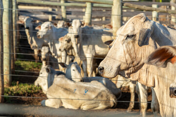 Fototapeta na wymiar Livestock in confinement, oxen, cows, sunny day