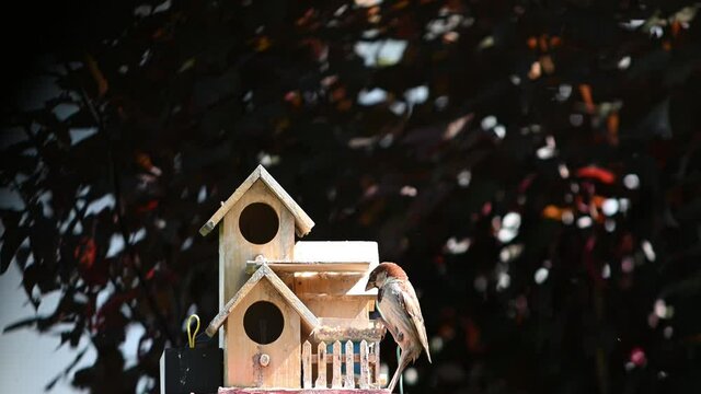 oiseaux des villes