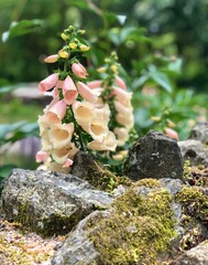 Pink and Cream Foxgloves