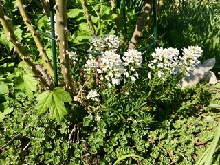 Closeup of a white flowering decorative alyssum plant amongst other greens in a natural flower bed of a backyard garden in Europe